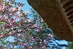 岩手の桜