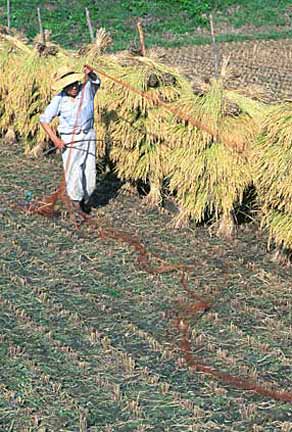 米の収穫期