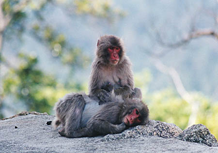 Miyajima Monkeys