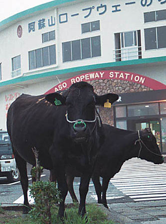 阿蘇山の牛